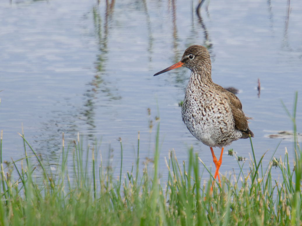 Photo of Redshank